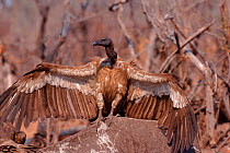 White backed vulture  feeding on elephant carcass. Linyanti, Botswana, Southern Africa