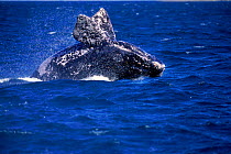 Southern right whale breaching. Peninsula Valdes, Argentina, South America