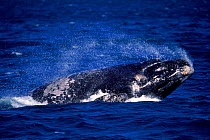 Southern right whale breaching. Peninsula Valdes, Argentina, South America