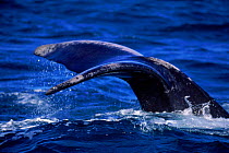 Southern right whale  fluke. Peninsula Valdes, Argentina, South America