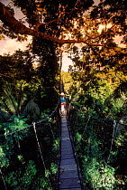 Canopy walkway. The Amazon, Ecuador, South America