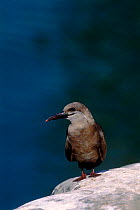 Inca tern, Iquique, Chile, South America