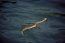Puff adder snake swimming. Okavango Delta, Botswana, Southern Africa