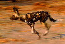 African wild dog running. Savuti, Botswana, Southern Africa