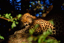 Leopard resting in tree. Okavango Delta, Botswana, Southern Africa