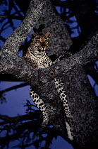 Leopard resting in tree at night, Okavango Delta, Botswana, Africa.