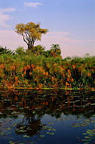 Papyrus growing along river bank, Okavango Delta, Botswana, Africa.
