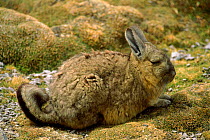 Common mountain viscacha, Lauca NP, Chile, South America