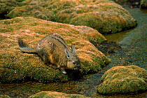 Common mountain viscacha, Lauca National Park, Chile, South America.
