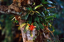 Epiphytic bromeliad (Bromeliaceae) in canopy. Yasuni NP, Amazon, Ecuador, South America