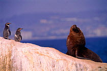 Patagonia sealion (Otaria flavescens) and Humbolt penguins (Spheniscus humboldti). Chile, South America