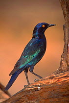 Red shouldered glossy starling (Lamprotornis nitens). Linyanti, Botswana, Southern Africa