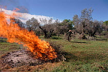 Burning olive tree prunings, Alquezar, Huesca, Spain, Europe.