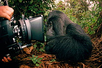 Mountain gorilla inspects film camera, DR Congo (formerly Zaire), Central Africa