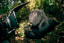 Mountain gorilla (Gorilla g. beringei) being filmed in the wild. DR Congo (formerly Zaire) Central Africa