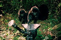 Mountain gorilla (Gorilla g. beringei) being filmed in the wild. DR Congo (formerly Zaire), Central Africa