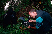 Photographer filming Mountain gorilla {Gorilla beringei} in the wild, Virunga NP, Dem Rep Congo