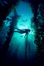 Diver moving through Giant kelp forest {Macrosystis integrifolia} California, USA Model released.