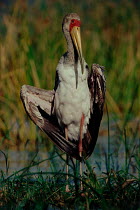 Yellowbilled stork, Moremi NP, Botswana, Southern Africa
