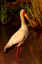 Yellowbilled stork wading, Lake Baringo, Kenya, East Africa