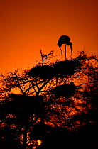 Painted storks in trees at sunset, Keoladeo Bharatpur NP, India