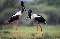 Black necked stork (Ephippiorhynchus asiaticus) pair, Keoladeo NP, Bharatpur, India