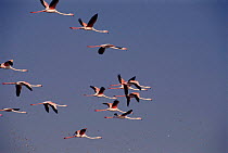 Flamingos in flight in India (Phoenicopterus ruber roseus) Nal Savovar Bird Sanctuary, Gujarat, India