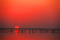 Flamingos wading in the lake at sunset. Nal Sarovar Bird Sanctuary, Gujarat, India.