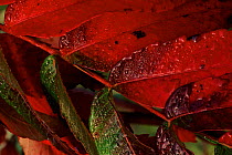 Staghorn sumac close-up of leaf, USA.