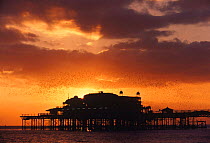 Common starlings {Sturnus vulgaris} flying in to roost on West Pier, Brighton, UK.
