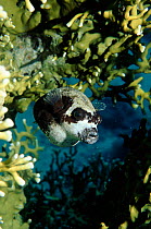 Masked Pufferfish, Red Sea. Skin and reproductive organs contain tetrodotoxin.