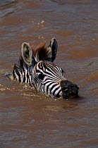 Common zebra swimming across Mara River, Kenya, East Africa.