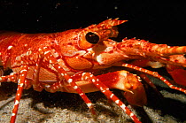 Long-armed lobster at night (Justitia longimana) coral reef. Dominica, Caribbean