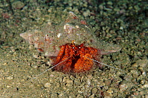 Red hermit crab, Sulawesi, Indonesia.