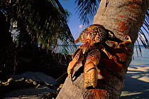 Coconut crab on palm tree, Aldabra, Seychelles.