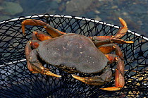 Dungeness crab caught in net {Cancer magister} Alaska, USA