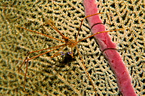 Arrow crab (Stenorhynchus seticornis) on fan coral. Caribbean