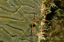 Arrow crab on brain coral {Stenorhynchus seticornis} Caribbean Sea, Cuba