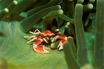 Anemone crab (Neopetrolisthes ohshimia) in anemone. Philippines, South Pacific