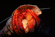 Hermit crab living in tritan shell, underwater at night, Great Barrier Reef, Lady Elliot Island, Australia