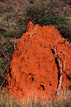Monitor lizard (Varanidae) on termite mound. Kenya, East Africa
