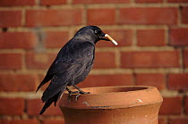 Jackdaws can start housefires by taking smouldering cigarette butts to their nest made in a house chimney. They were called fire-birds because they would carry embers.