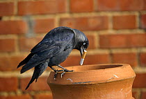 Jackdaws start housefires by taking cigarettes to the nest (Corvus monedula) UK