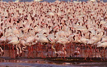 Mass flock of Lesser Flamingos {Phoeniconaias minor} Lake Bogoria, Kenya