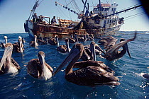 Brown pelicans and fishing trawler. San Lucas, Mexico.