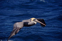 Male brown pelican in flight over sea, San Lucas, Mexico