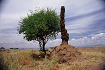 Six-meter high cooling chimney of termite colony. Bogoria Kenya, East Africa