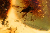 Fly trapped in 30 million year-old amber. Mexico.
