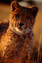 Young cheetah portrait,Pamazula, Zimbabwe, Southern Africa