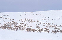 Herd of Caribou {Rangifer tarandus} in snow, annual migration, near Goose Bay, Labrador, Canada